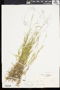 Panicum meridionale image