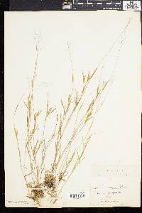 Panicum meridionale image