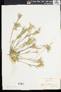 Panicum meridionale image