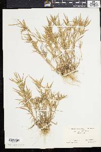 Panicum meridionale image