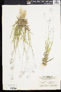 Panicum meridionale image