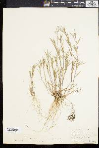 Panicum meridionale image