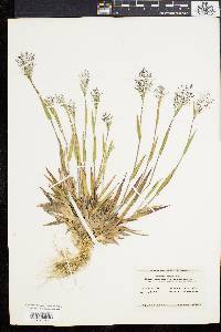 Panicum meridionale image