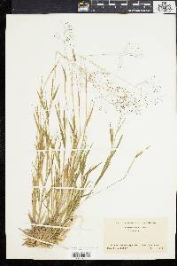 Panicum meridionale image