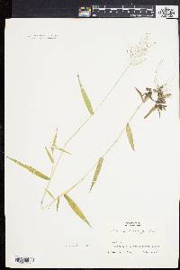 Panicum microcarpon image