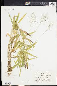 Panicum microcarpon image