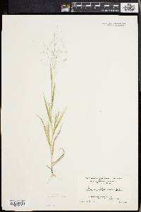 Panicum philadelphicum image