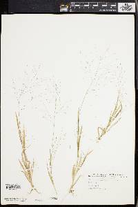 Panicum philadelphicum image