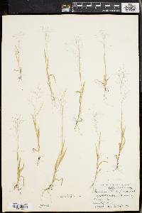 Panicum philadelphicum image