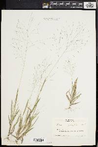 Panicum philadelphicum image