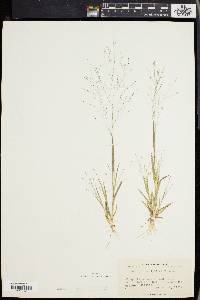 Panicum philadelphicum image