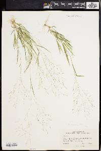 Panicum philadelphicum image