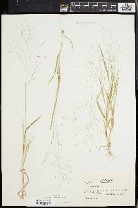 Panicum philadelphicum image