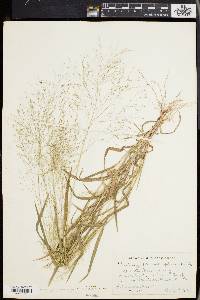 Panicum philadelphicum image