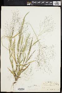 Panicum philadelphicum image