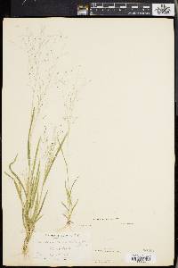 Panicum philadelphicum image