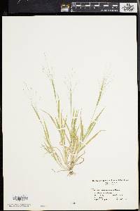 Panicum philadelphicum image