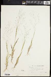 Panicum philadelphicum image