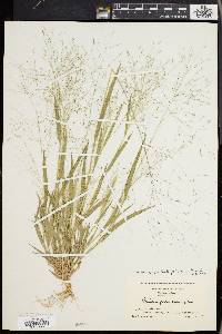 Panicum philadelphicum image