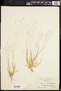 Panicum philadelphicum image