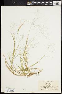 Panicum philadelphicum image