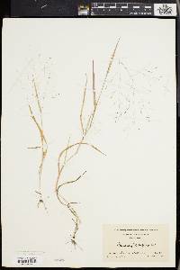 Panicum philadelphicum image