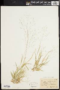 Panicum philadelphicum image