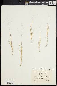 Panicum philadelphicum image