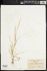 Panicum philadelphicum image