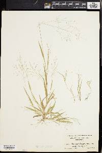 Panicum philadelphicum image