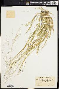 Panicum philadelphicum image