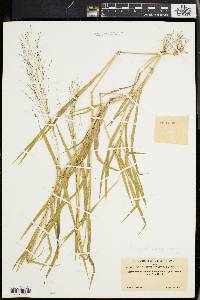 Panicum philadelphicum image