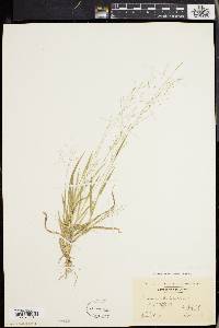 Panicum philadelphicum image