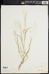 Panicum philadelphicum image