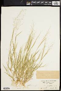 Panicum philadelphicum image