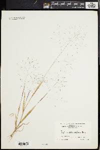 Panicum philadelphicum image