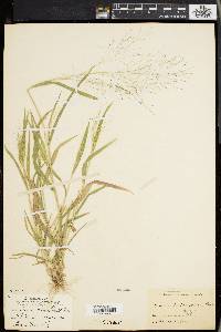 Panicum philadelphicum image