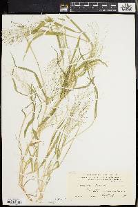 Panicum philadelphicum image