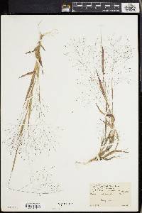 Panicum philadelphicum image