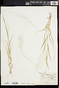 Panicum philadelphicum image