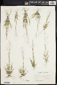 Panicum philadelphicum image