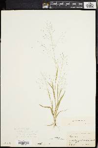 Panicum philadelphicum image