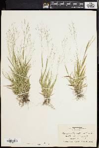 Panicum philadelphicum image