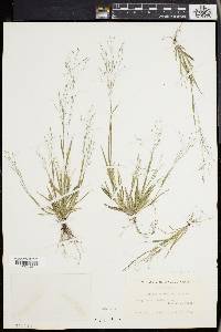 Panicum philadelphicum image