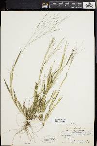 Panicum philadelphicum image