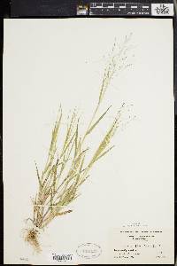 Panicum philadelphicum image