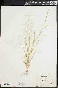 Panicum philadelphicum image