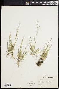 Panicum philadelphicum image