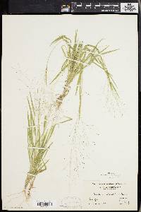 Panicum philadelphicum image