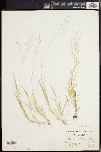 Panicum philadelphicum image